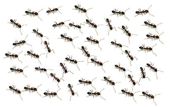 Many Ants Vector Isolated From White Background.