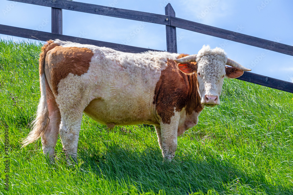 Wall mural Young bull outdoor on a mountain pasture