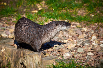 European Otter (Lutra Lutra) getting out of the water