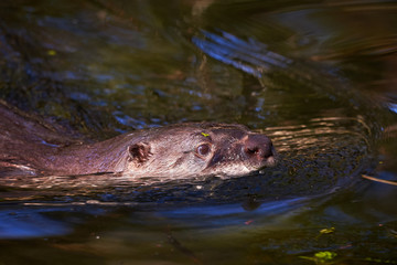 European Otter (Lutra Lutra) Swimming