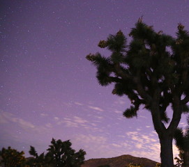 Joshua Tree National Park 
