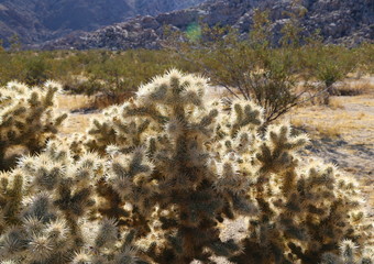 Joshua Tree National Park 