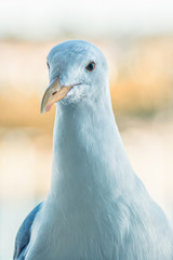 San Diego Ocean Bird