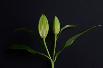 Background with lily bud, Madonna lily, Lilium candidum