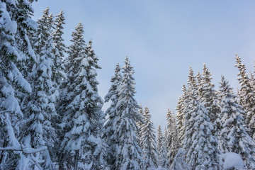 Spruce trees with snow. Moody an dark winter forest in Norwegian Lapland.