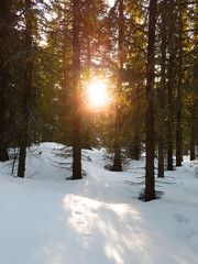 Winter scenery in a spruce forest. Sun is shining through the tree trunks and on the snow covered forest floor. Tromso, Norway.