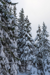Spruce trees with snow. Moody an dark winter forest in Norwegian Lapland.