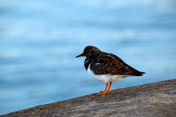 Sea bird at the shore