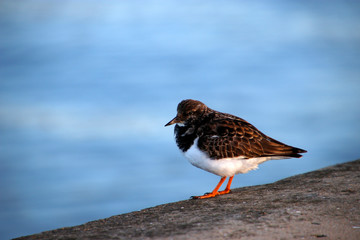 Sea bird at the shore