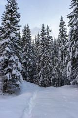 Foot tracks in snow leading in to pine forest. Dark trees in winter landscape seen from low perspective. Tromso, Norway.