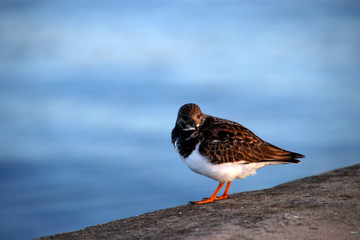 Sea bird at the shore