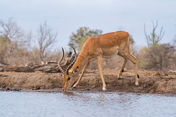 Male Impala Drinking at the Waterhole in Botswana, Africa