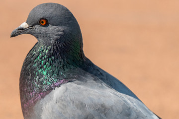 portrait of a pigeon