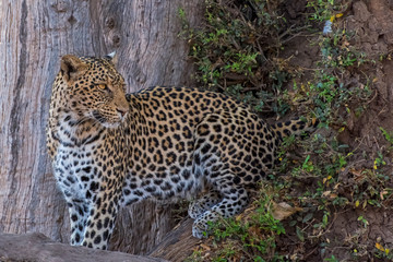 Female Leopard crouched in the Boughs of a Large Tree in Mashatu, Botswana