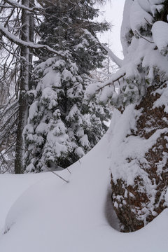 Fichtenbaum im Winter