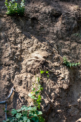 Dirt bluff with small vines