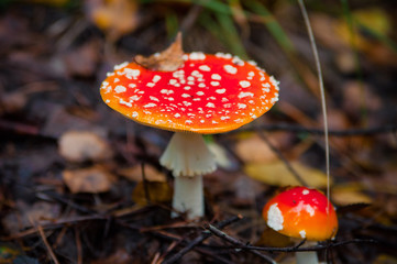 Beautiful Red agaric mushroom. Toadstool in the grass. Amanita muscaria. Toxic mushroom