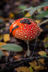 Beautiful Red agaric mushroom. Toadstool in the grass. Amanita muscaria. Toxic mushroom