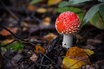 Beautiful Red agaric mushroom. Toadstool in the grass. Amanita muscaria. Toxic mushroom