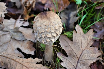 mushroom in forest