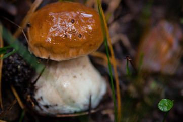 Beautiful fresh edible mushrooms, porcini mushrooms in a bright green meadow in the autumn forest.