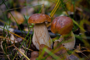 Beautiful fresh edible mushrooms, porcini mushrooms in a bright green meadow in the autumn forest.