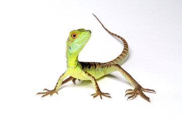 Jesus Christ lizard / Stirnlappenbasilisk (Basiliscus plumifrons) 