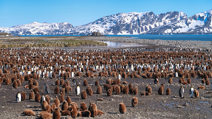 Obraz premium Riesige Pinguinkolonie in Südgeorgien - Salisbury Plain