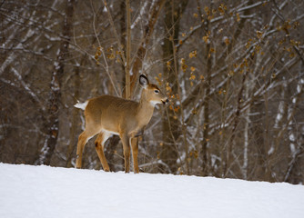 Small yearling white tailed deer in a Toronto back yard in winter