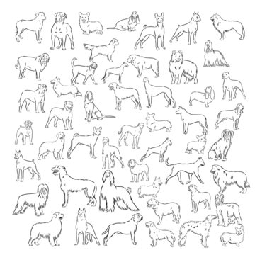 big set of dog, vector sketch illustration 