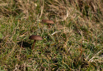 Wild Mushrooms in english countryside