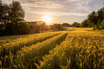 sunset over barley field in franconian switzerland
