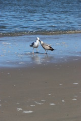 Möwe am Strand im Sand am Meer, Brandung, Gestade