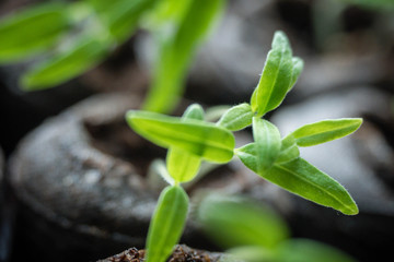 Seedling detail
