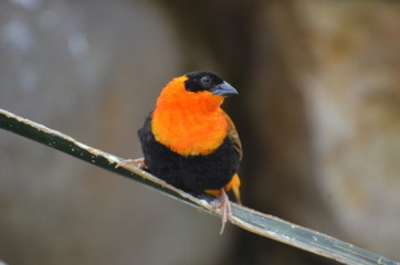 Vogel Zoo AUgsburg