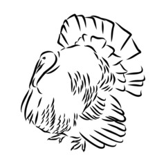 bird turkey, vector sketch 
