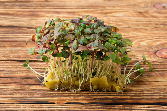 Fresh microgreens. Sprouts of shiso on wooden background.