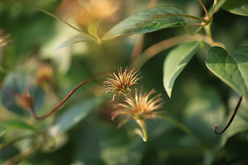 Art photo of a dried clematis flower on a polichrome blurred  background. Natural abstraction
