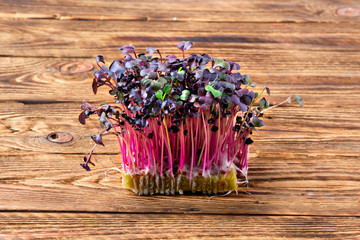 Fresh microgreens.  Sprouts of sango radish on wooden background.