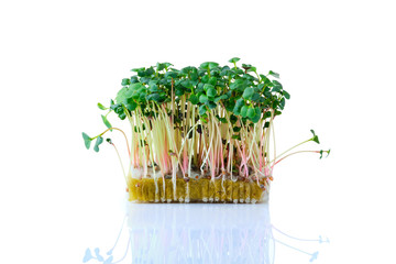 Fresh microgreens. Sprouts of radish daikon isolated on white.