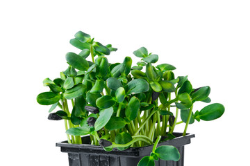 Closeup view of sprouts of sunflower isolated on white.