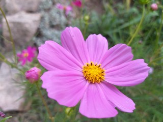 Flowers cosmea pink in the garden, summer natural  background