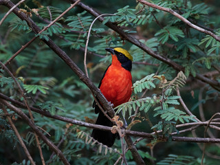 Yellow-crowned gonolek (Laniarius barbarus)