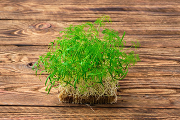 Fresh microgreens. Sprouts of fennel on wooden background.