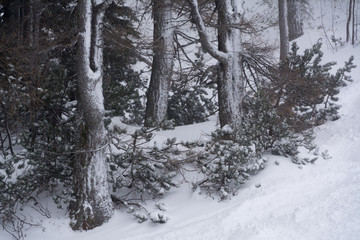 Gebirgswald im Winter