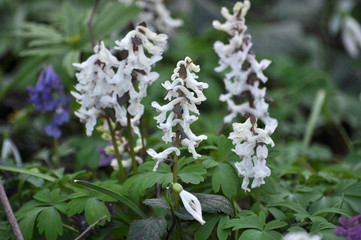 In spring, Corydalis cava blooms in the forest