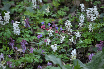 Fototapeta premium In spring, Corydalis cava blooms in the forest