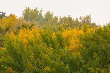 Fototapeta premium Crown of trees covered with yellow and green leaves on a background of cloudy sky in autumn park