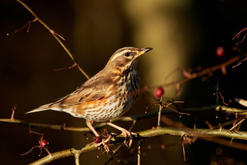 Redwing (Turdus iliacus)