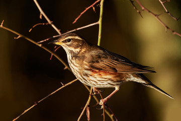 Redwing (Turdus iliacus)